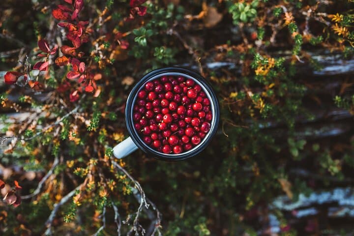 Rovaniemi Summer Foraging: Berry & Mushroom Picking in Lapland photo 4