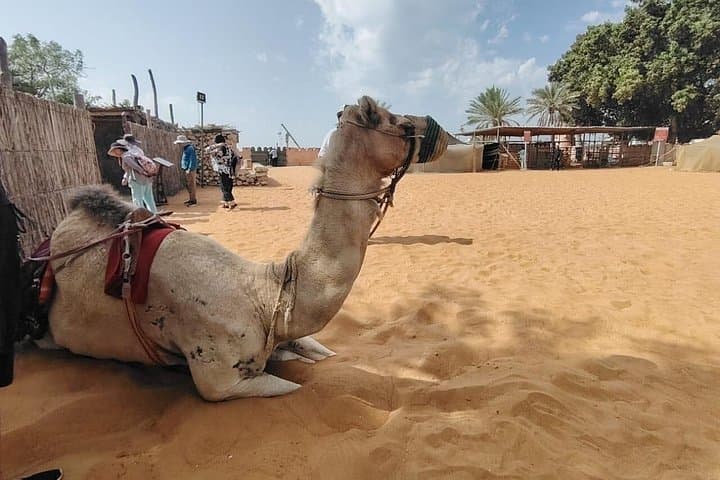Sheikh Zayed Grand Mosque & Qasr Al Watan: Abu Dhabi Cultural Day Tour photo 3