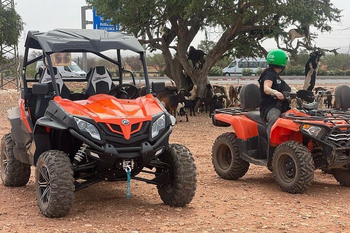 Agadir & Taghazout Buggy Tour — Goats in Argan Trees and Moroccan Tea Experience