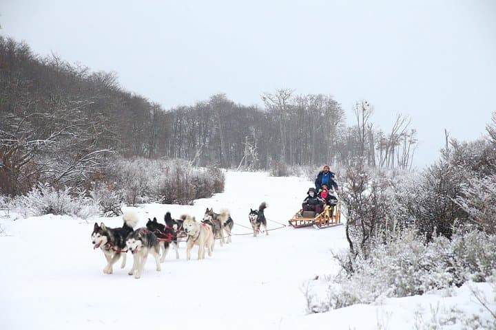 Ushuaia Full-Day Snow Adventure: Snowshoe, Husky Sled & Snowmobile with Lunch photo 4
