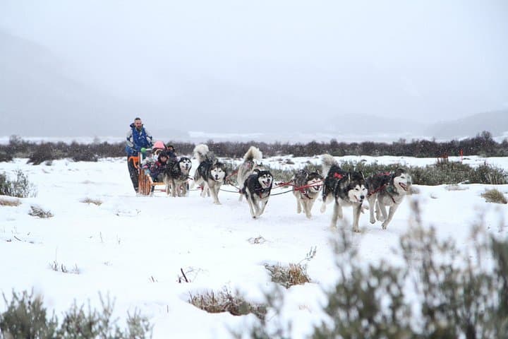 Ushuaia Full-Day Snow Adventure: Snowshoe, Husky Sled & Snowmobile with Lunch photo 2