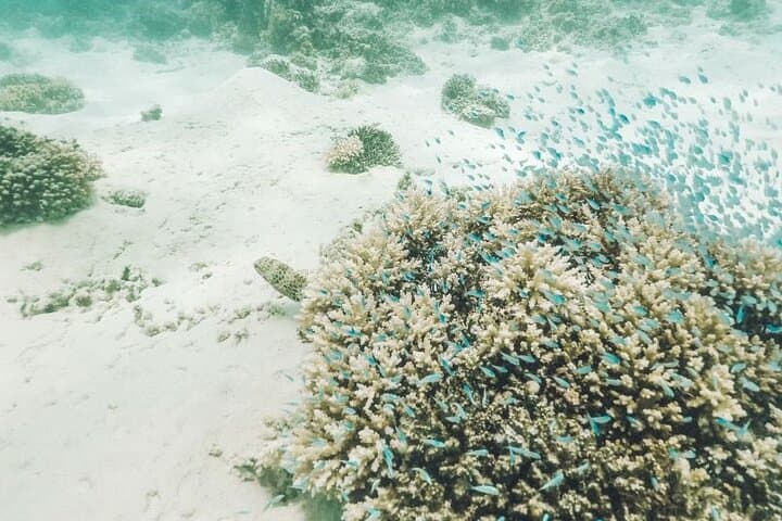 Private Catamaran to Ile aux Cerfs — Full-Day Mauritius Cruise & Snorkeling photo 4
