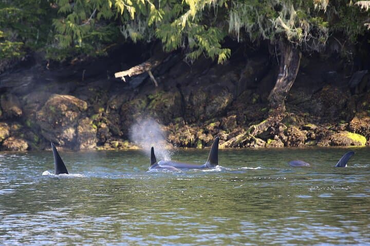 Explore Misty Fjords National Monument: Private Boat Tour from Ketchikan