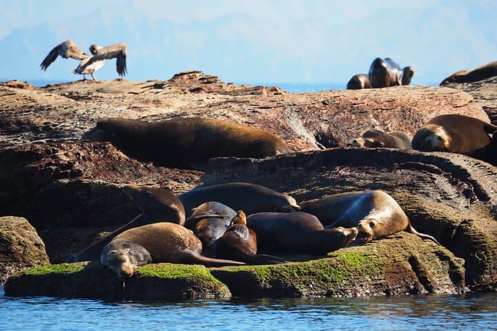 Coronado Island Day Trip from Loreto: Snorkel with Sea Lions & Beach Lunch photo 1
