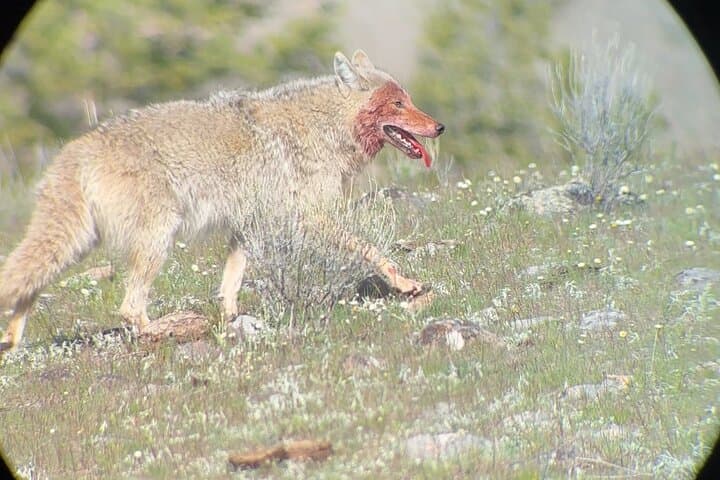 Upper Loop Lamar Wildlife Safari from Gardiner — Private Tour with Lunch photo 5