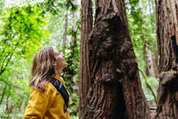 Muir Woods and Sausalito Half-Day Trip: Redwoods, Golden Gate Views and Ferry Return photo 1