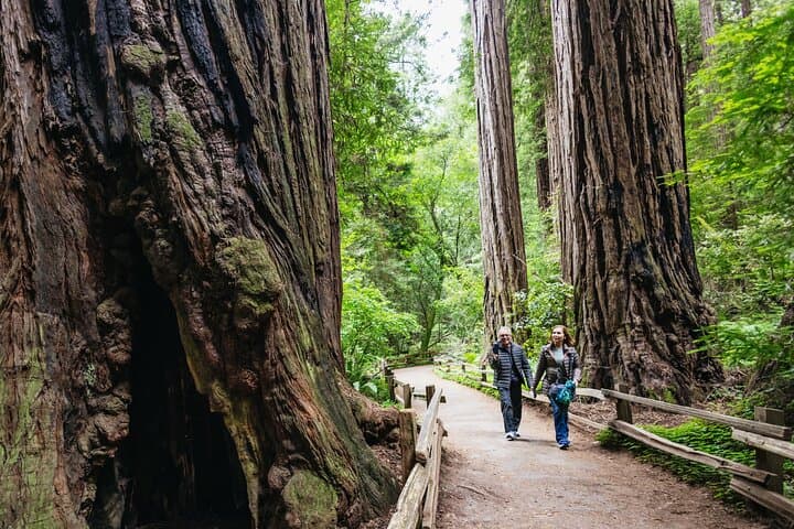 Muir Woods and Sausalito Half-Day Trip: Redwoods, Golden Gate Views and Ferry Return photo 2