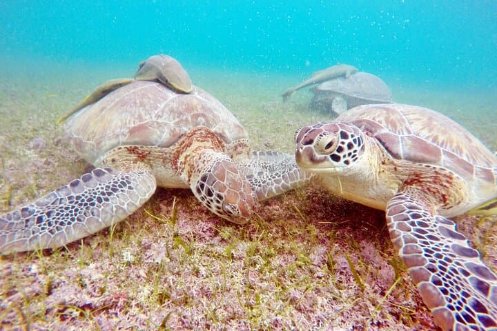 Private Tulum Ruins Tour and Akumal Turtle Snorkel — Half-Day from Playa del Carmen photo 3