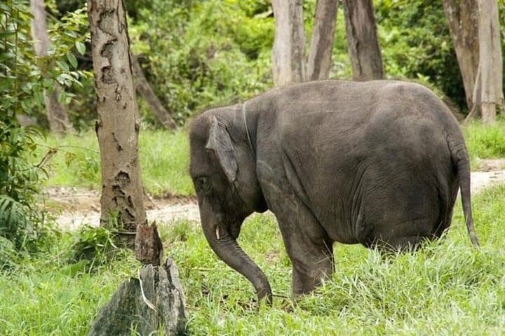 Up Close with Giants: Full-Day Kuala Gandah Elephant Sanctuary Tour from Kuala Lumpur photo 2