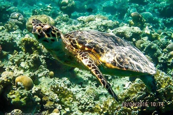 Sharm El Naga Coral Reserve Day Trip — Snorkel Soma Bay with Lunch photo 2