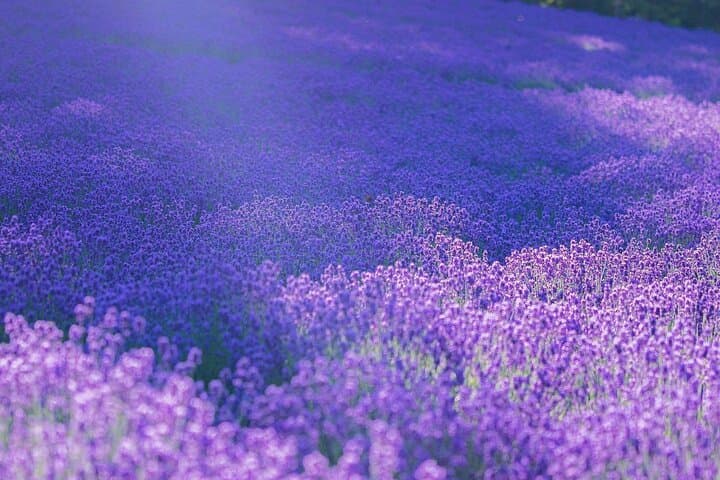 Hokkaido Day Tour: Asahiyama Zoo, Blue Pond & Farm Tomita in One Day photo 5