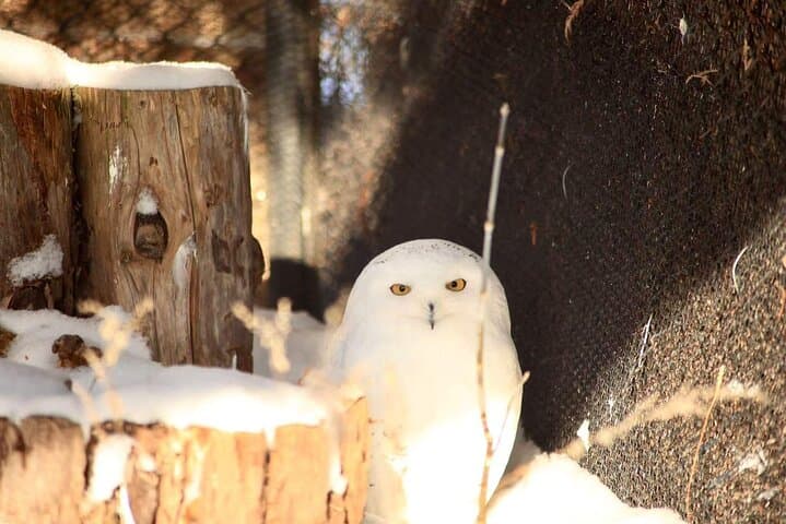 Hokkaido Day Tour: Asahiyama Zoo, Blue Pond & Farm Tomita in One Day photo 6
