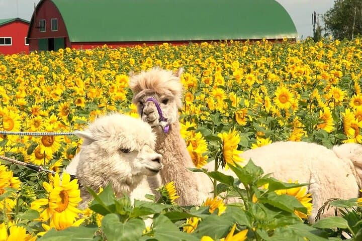Hokkaido Day Tour: Asahiyama Zoo, Blue Pond & Farm Tomita in One Day