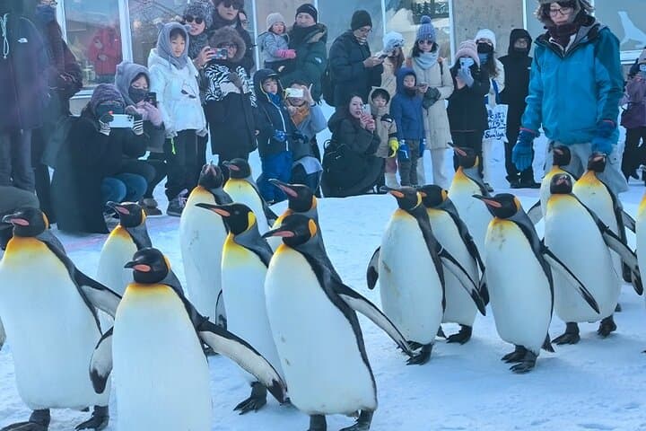 Day Tour to Asahiyama Zoo, Biei Trees, Shirohige Falls & Blue Pond