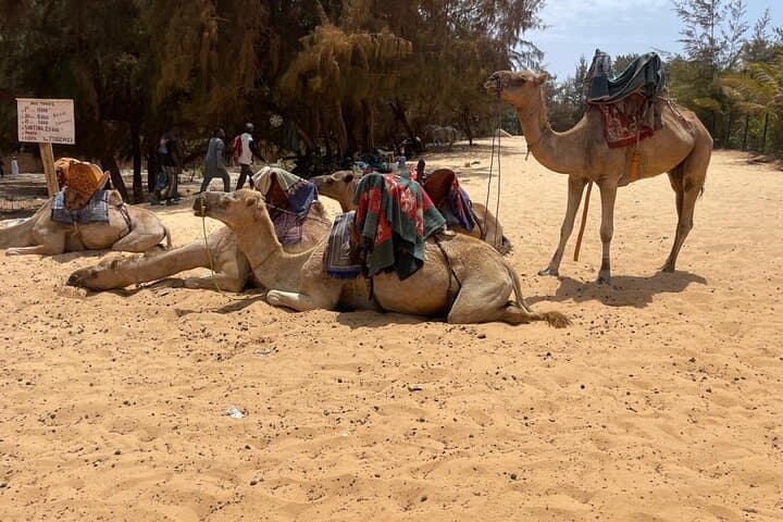 Gorée Island and Lac Rose Cultural Excursion from Dakar photo 3