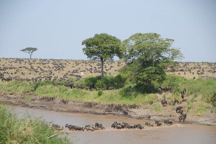 3-Day Group Safari to Maasai Mara: 4WD Jeep Game Drives & Tented Camp photo 4