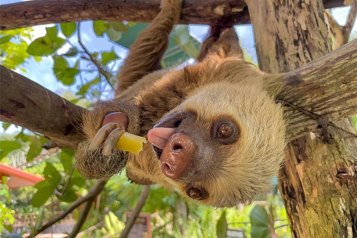 Diamante Eco Adventure Park Day Pass: Ocean-View Zip Line, Animal Sanctuary & Beach Near Playa Hermosa photo 3
