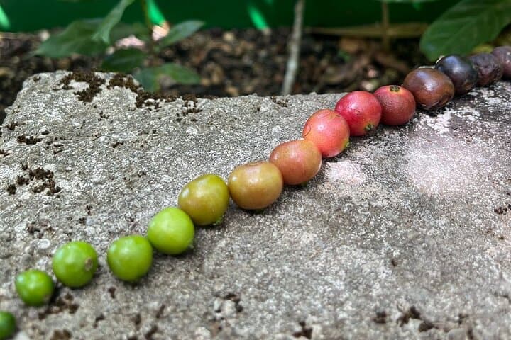 Coffee and Clay Cultural Tour in Santa Cruz — Hands-On Coffee Farm & Chorotega Pottery photo 4