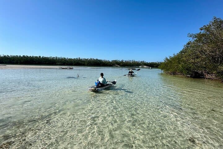 Clear Kayak Tour Through Siesta Key Mangroves and Midnight Pass photo 6