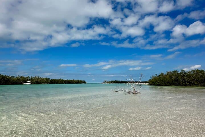 Clear Kayak Tour Through Siesta Key Mangroves and Midnight Pass photo 4