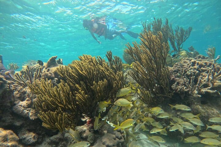 Snorkel Puerto Morelos Reef: 2-Hour Marine Park Adventure photo 2