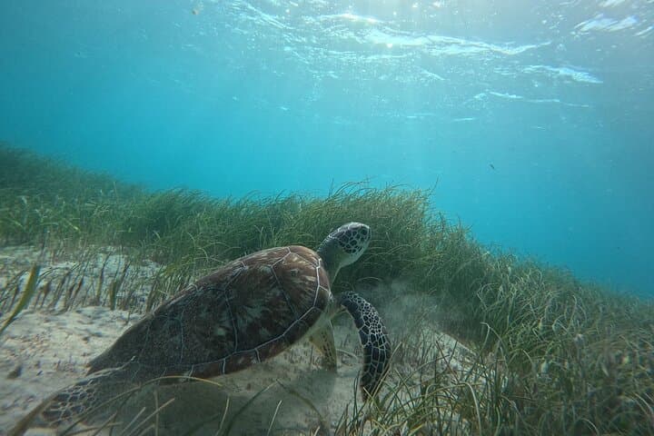 Snorkel Puerto Morelos Reef: 2-Hour Marine Park Adventure photo 3