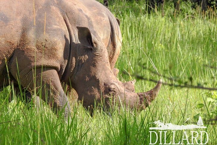 Ziwa Rhino Trekking: 1-Day Budget Rhino Walk from Kampala photo 4