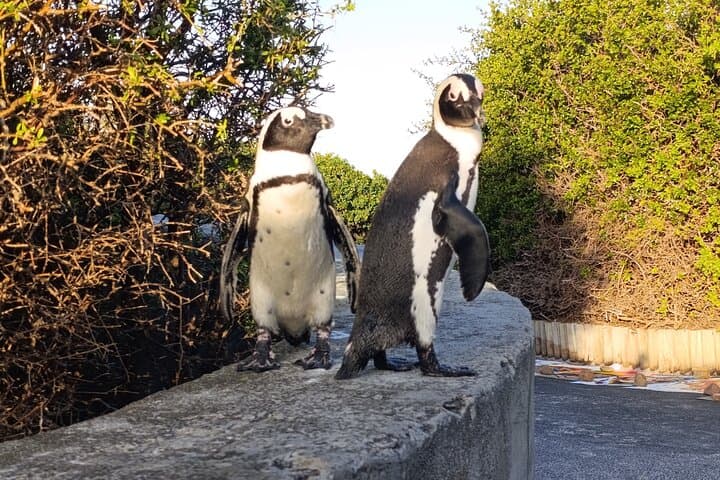 Cape Point & Boulders Beach: A Day on the Cape Peninsula