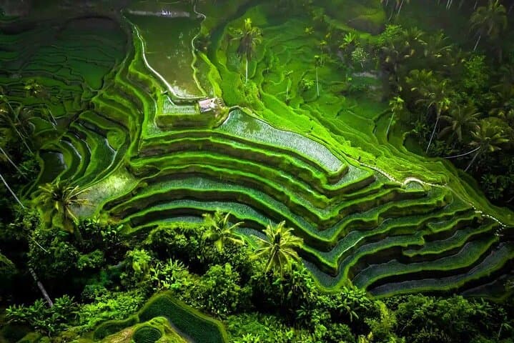 Enchanting Ubud Full-Day Private Tour: Temples, Rice Terraces & Monkey Forest