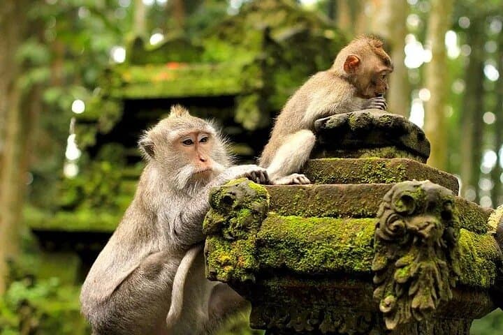 Enchanting Ubud Full-Day Private Tour: Temples, Rice Terraces & Monkey Forest photo 6