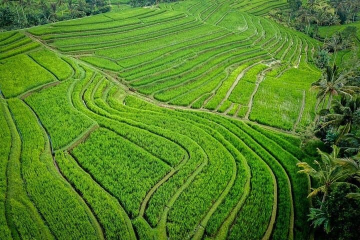 Enchanting Ubud Full-Day Private Tour: Temples, Rice Terraces & Monkey Forest photo 4