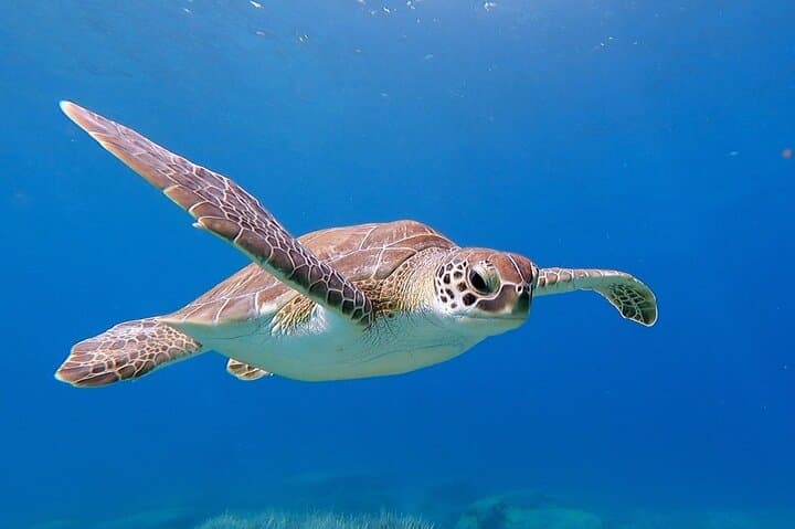 Two-Tank Dives in Protaras: Mediterranean Scuba for Licensed Divers