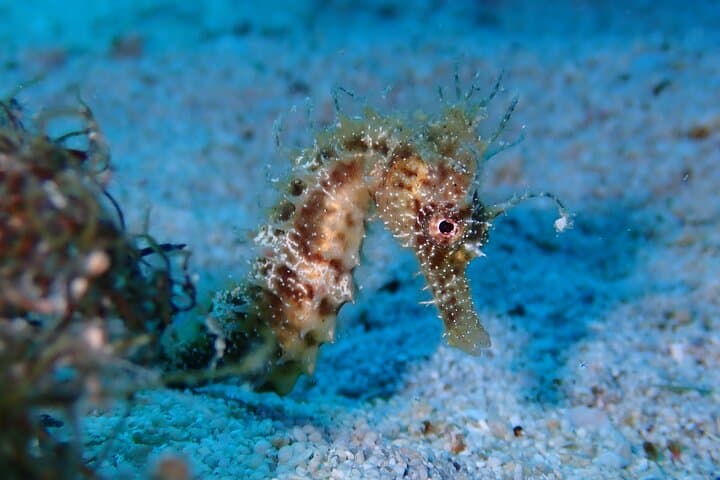 Two-Tank Dives in Protaras: Mediterranean Scuba for Licensed Divers photo 3
