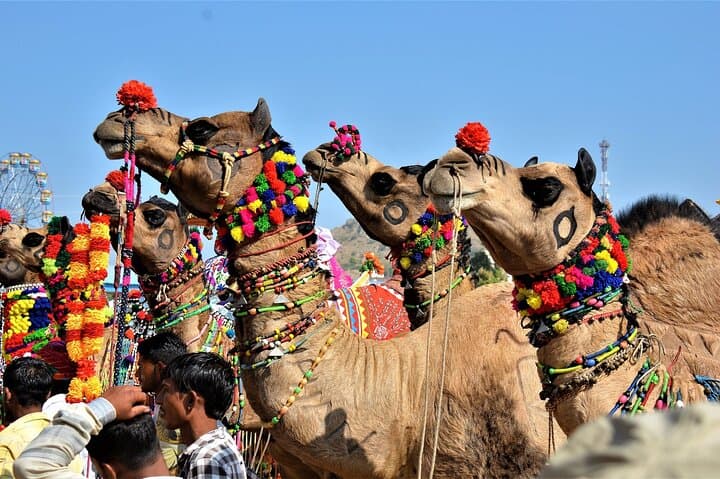 Rajasthan Golden Triangle & Ranthambhore Tiger Safari: 10-Day Road Trip