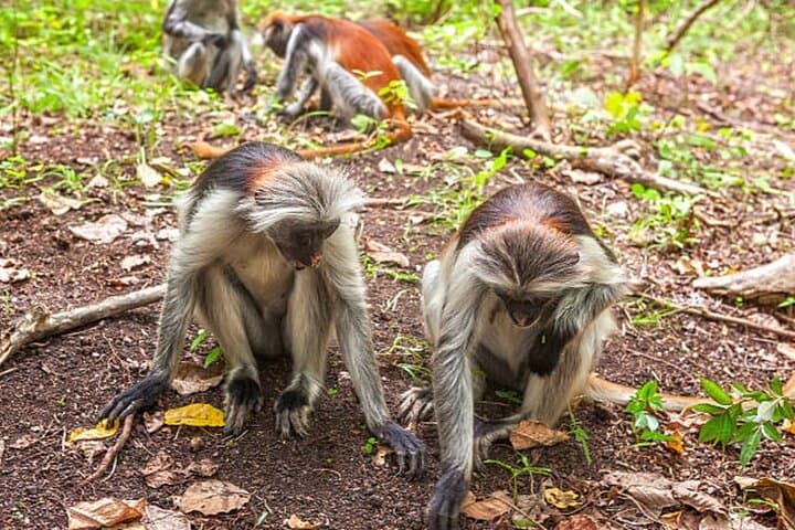 Jozani Forest and Zanzibar Spice Farm Day Tour