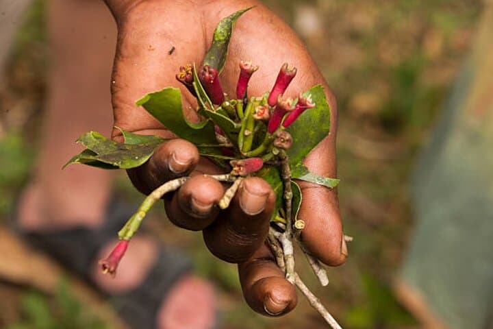 Jozani Forest and Zanzibar Spice Farm Day Tour photo 2