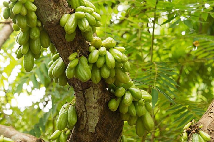 Jozani Forest and Zanzibar Spice Farm Day Tour photo 3