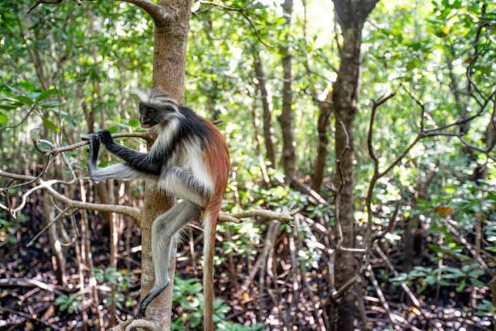 Jozani Forest and Zanzibar Spice Farm Day Tour photo 4