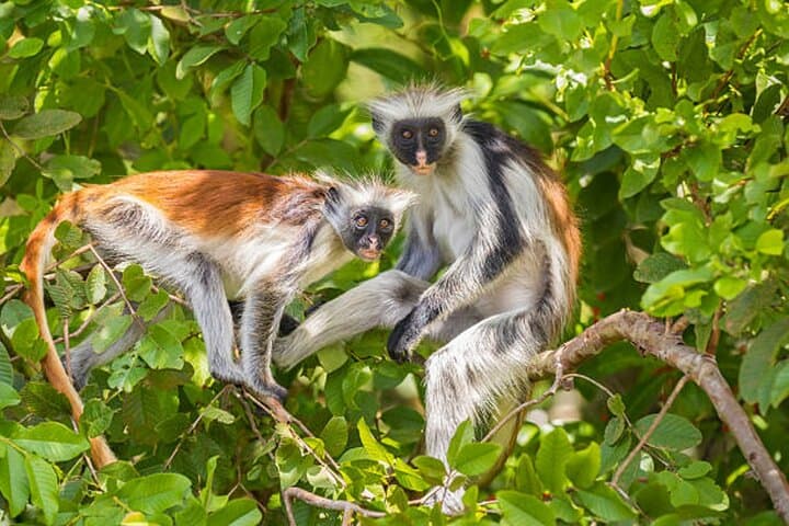 Jozani Forest and Zanzibar Spice Farm Day Tour photo 5