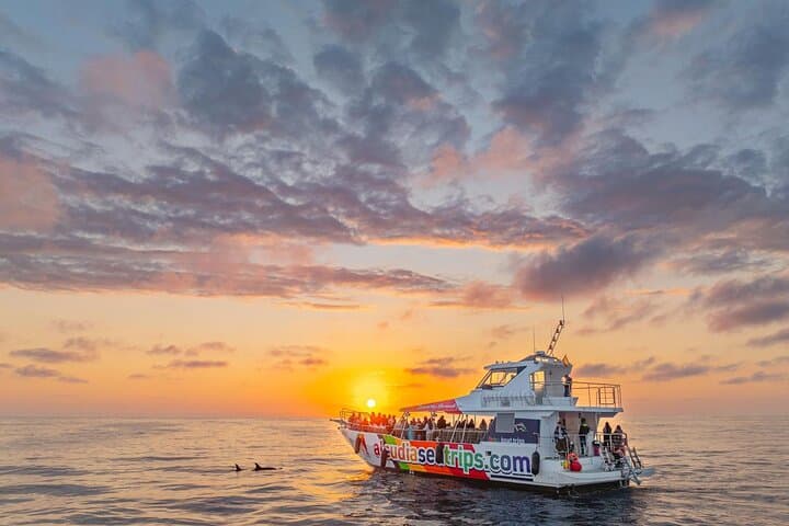 Fast Boat Dolphin Watching in Mallorca — Alcúdia High-Speed Dolphin Adventure