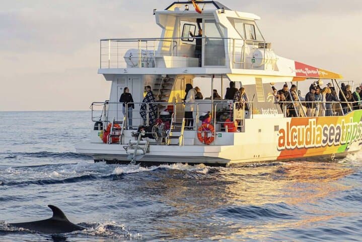 Fast Boat Dolphin Watching in Mallorca — Alcúdia High-Speed Dolphin Adventure photo 2