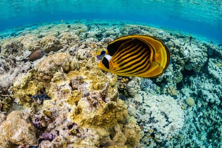 Ras Mohamed Snorkeling Tour from Sharm El Sheikh — Full-Day Trip to White Island & Red Sea Reefs photo 2