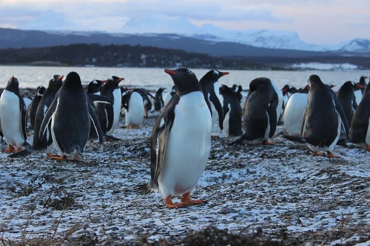 Beagle Channel to Isla Martillo: Ushuaia Boat Navigation and Penguin Walk