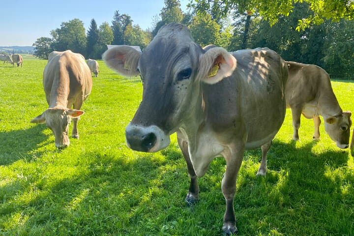 Appenzell Cow Milking, Cheese & Alpine Farm Tour from Zurich photo 5