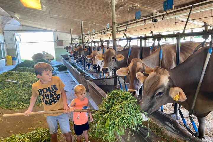 Appenzell Cow Milking, Cheese & Alpine Farm Tour from Zurich photo 6