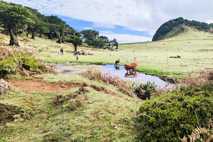 Madeira Private 4x4 Nature Tour — Fanal Forest, Cabo Girão & Porto Moniz Pools photo 4