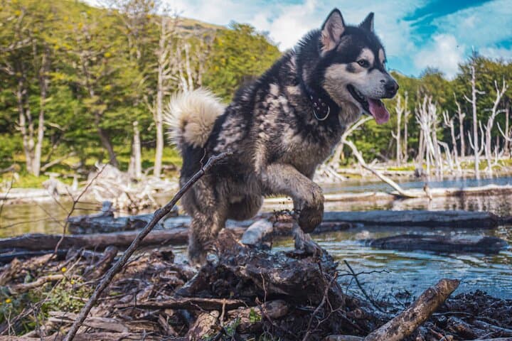 Snow and Huskies: Full-Day Winter Adventure From Ushuaia photo 2
