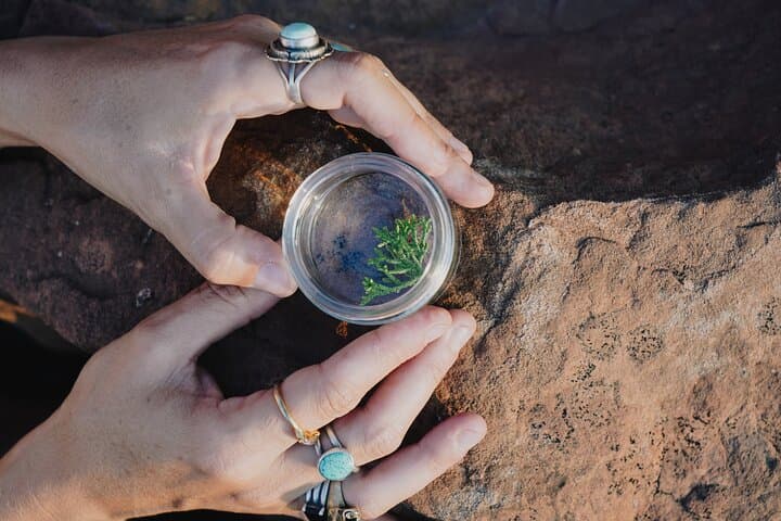 Sandia Mountains Flower Essence Workshop: Make Energetic Plant Remedies Near Albuquerque photo 2