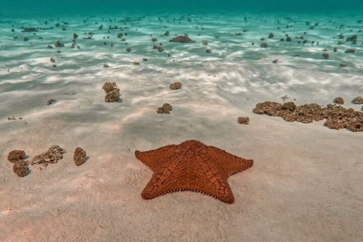 Snorkel El Cielito & Palancar: Cozumel Boat Tour to Colombia Reef photo 1