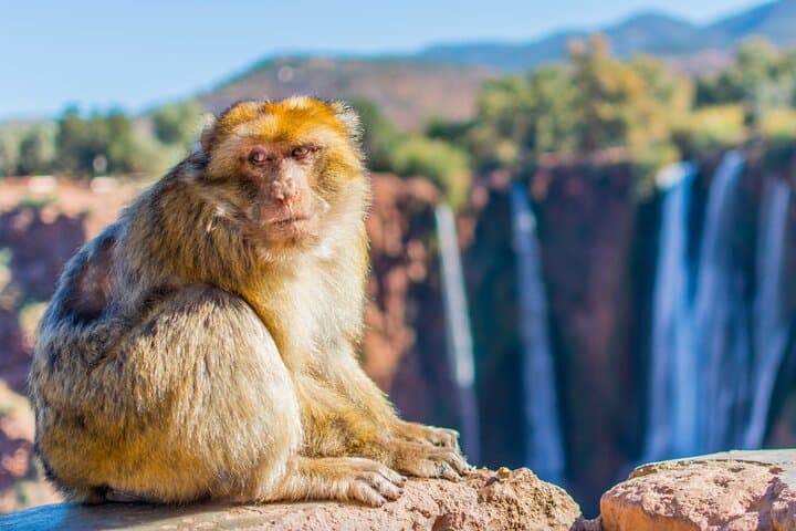 Ouzoud Waterfalls Day Trip From Marrakech — Visit Morocco's 110m Cascades photo 5